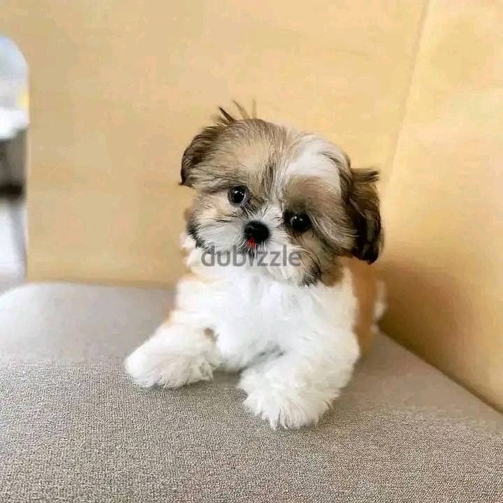 Shih Tzu Puppies. Whatsapp me +972553390216 0