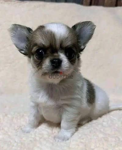 Chihuahua Puppies. Whatsapp me +972553390216