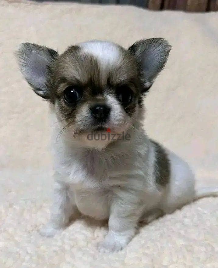 Chihuahua Puppies. Whatsapp me +972553390216 0