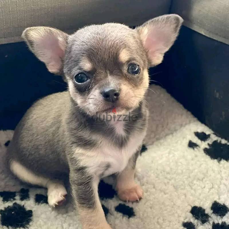 Chihuahua Puppies. Whatsapp me +972553390216 1