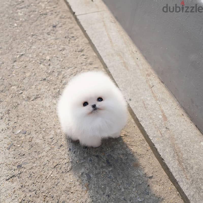 Pomeranian Puppies. Whatsapp me +972553390216 1