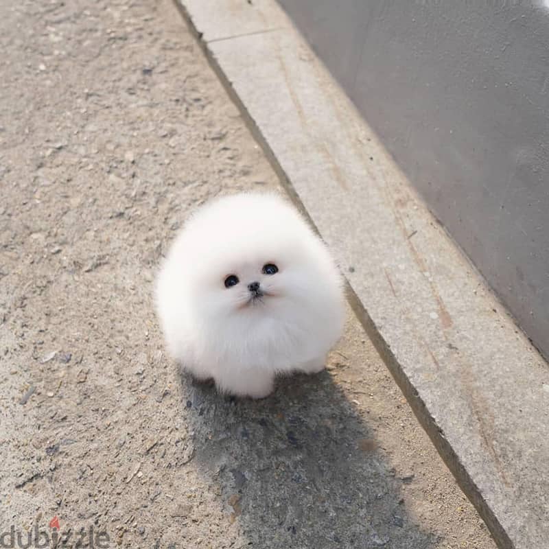 Pomeranian Puppies. Whatsapp me +972553390216 1