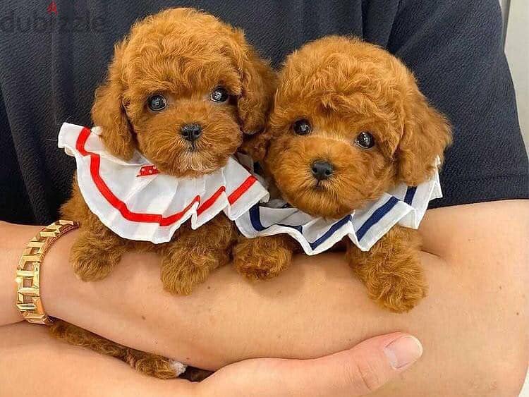 Toy Poodle Puppies. Whatsapp me +972553390216 1