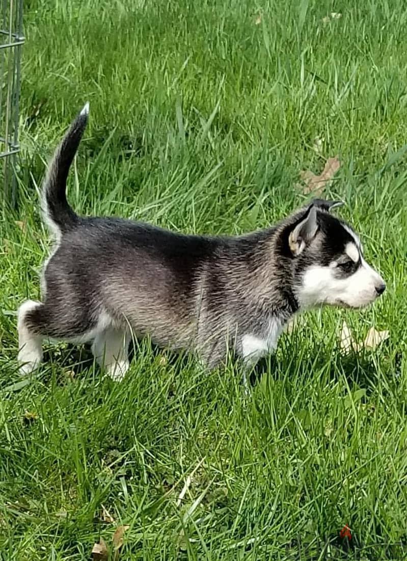 Siberian Husky Puppies. Whatsapp me +972553390216 0