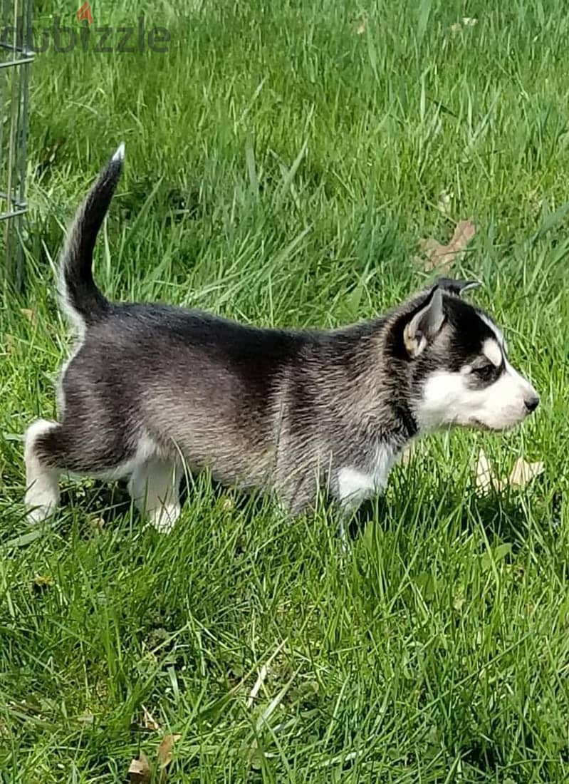 Siberian Husky Puppies. Whatsapp me +972553390216 0