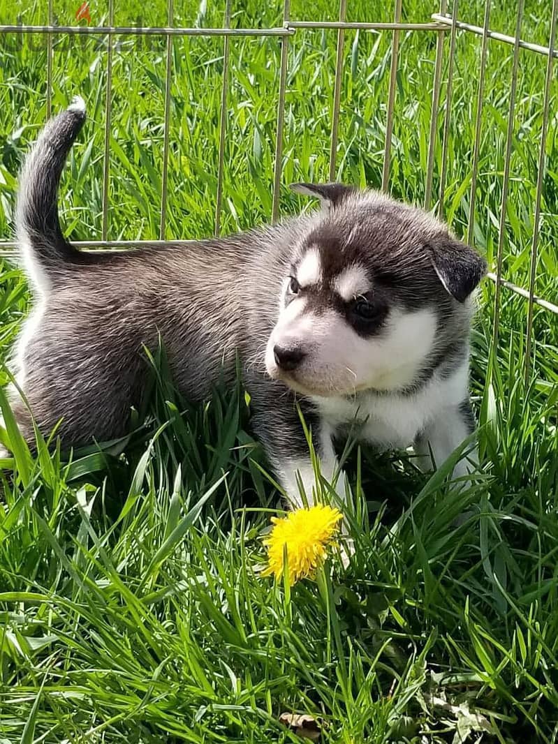 Siberian Husky Puppies. Whatsapp me +972553390216 1