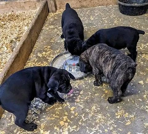 Cane Corso Puppies. Whatsapp me +972553390216 1