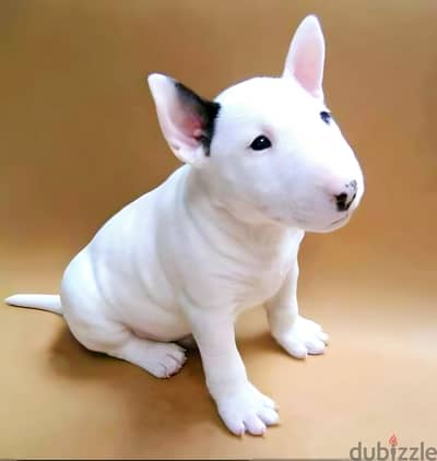 Bull Terrier Puppies. Whatsapp me +972553390216