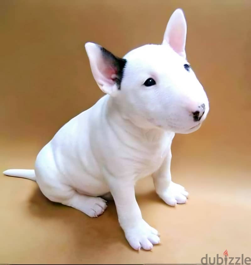 Bull Terrier Puppies. Whatsapp me +972553390216 0