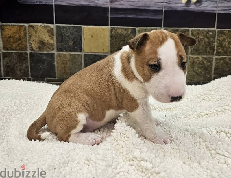 Bull Terrier Puppies. Whatsapp me +972553390216 1