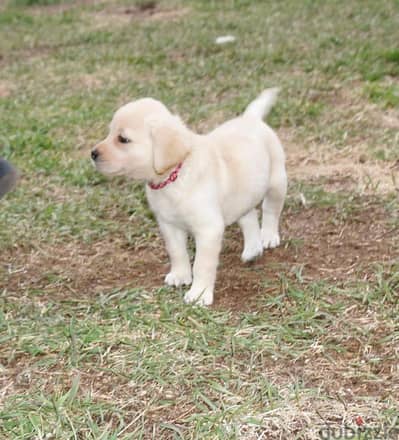 Labrador Retriever Puppies. Whatsapp me +972553390216