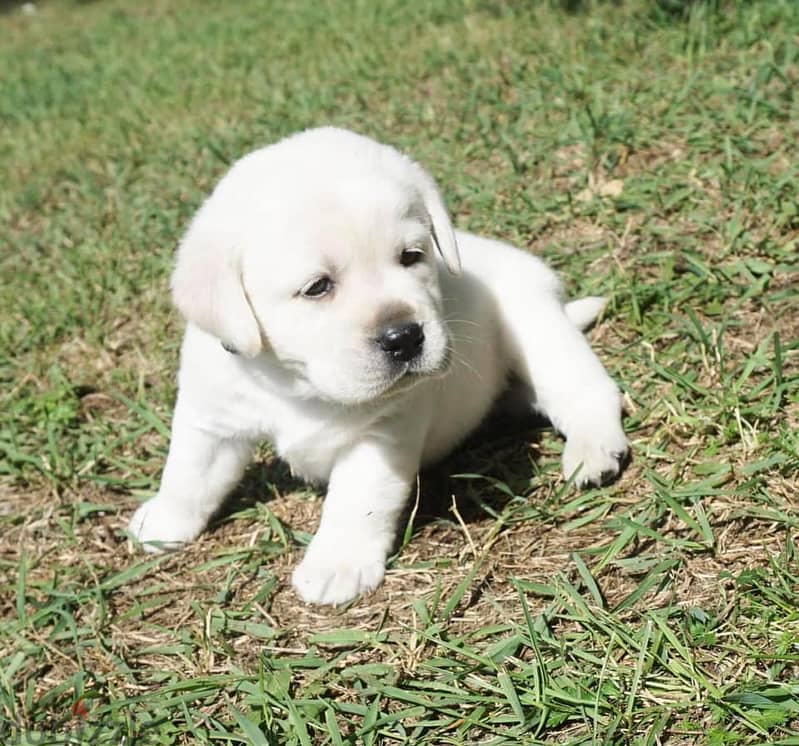 Labrador Retriever Puppies. Whatsapp me +972553390216 1