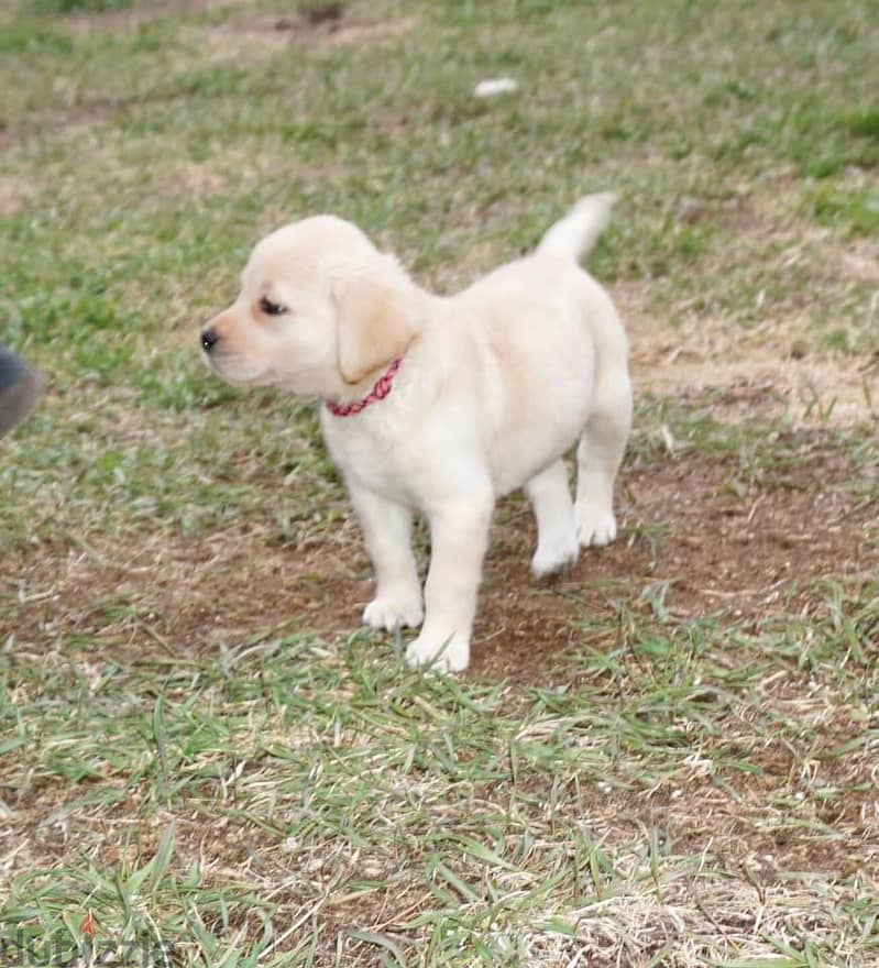 Labrador Retriever Puppies. Whatsapp me +972553390216 0