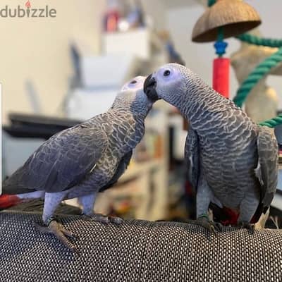 African Grey Parrots available . Whatsapp me +972553390216