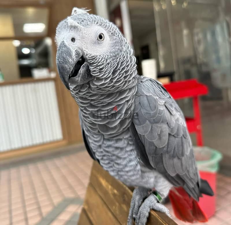 African Grey Parrots available . Whatsapp me +972553390216 1