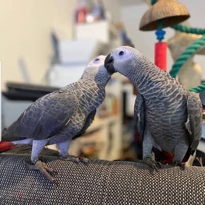 African Grey Parrots available . Whatsapp me +972553390216