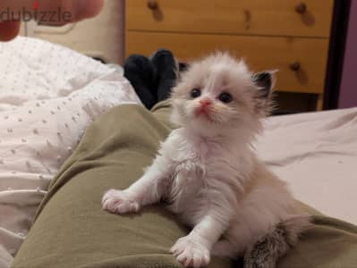 Ragdoll kittens