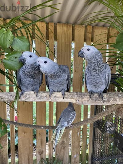 African Grey Parrots available . Whatsapp me +972553390216