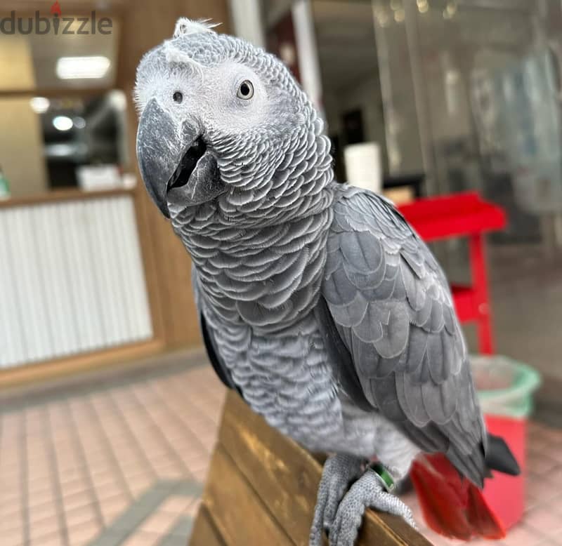 African Grey Parrots available . Whatsapp me +972553390216 1