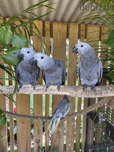 African Grey Parrots available . Whatsapp me +972553390216