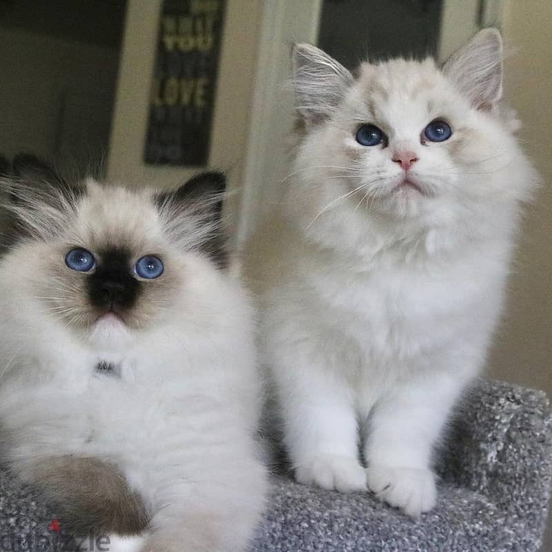 Whatsapp Me +966588993320 Ragdoll Cats 1