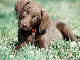 Whatsapp Me +96878738119 Chesapeake Bay Retriever for sale