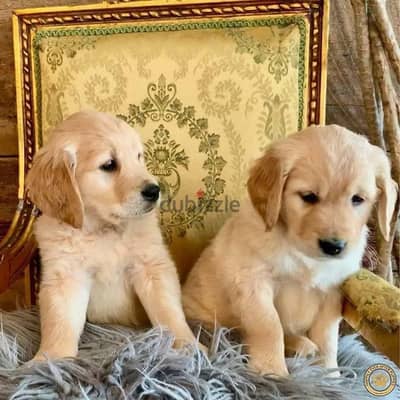 Whatsapp me +972553390216. Golden Retriever Puppies