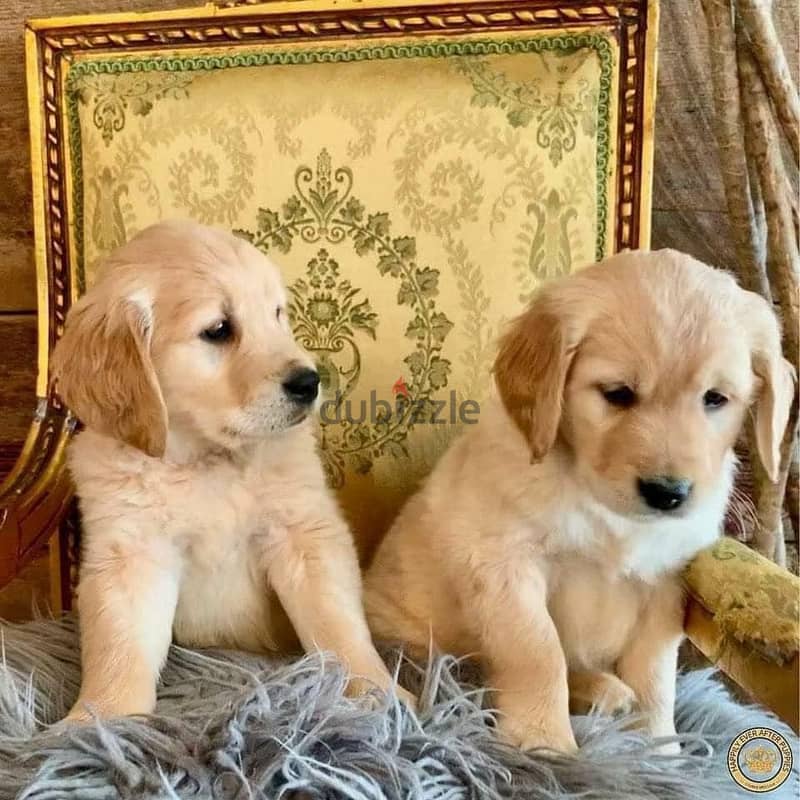 Whatsapp me +972553390216. Golden Retriever Puppies 0