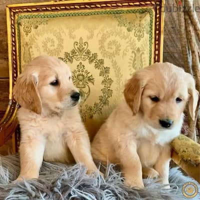 Whatsapp me +972553390216. Golden Retriever Puppies