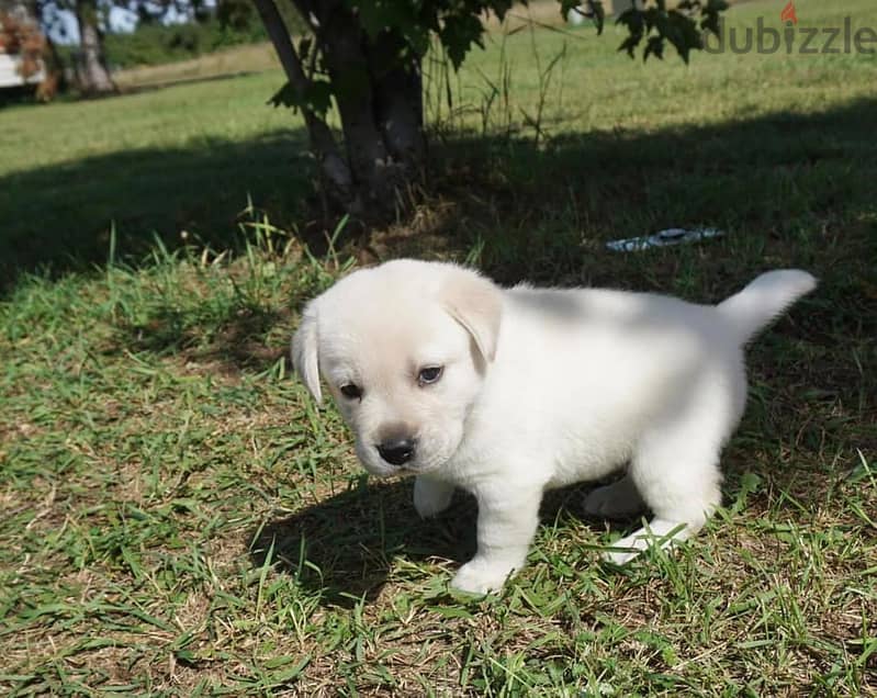 Whatsapp me +972553390216. Labrador Retriever Puppies 1