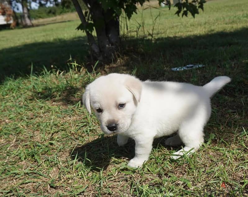 Whatsapp me +972553390216. Labrador Retriever Puppies 1