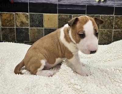 Whatsapp me +972553390216. Bull Terrier Puppies