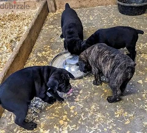 Whatsapp me +972553390216. Cane Corso Puppies 1