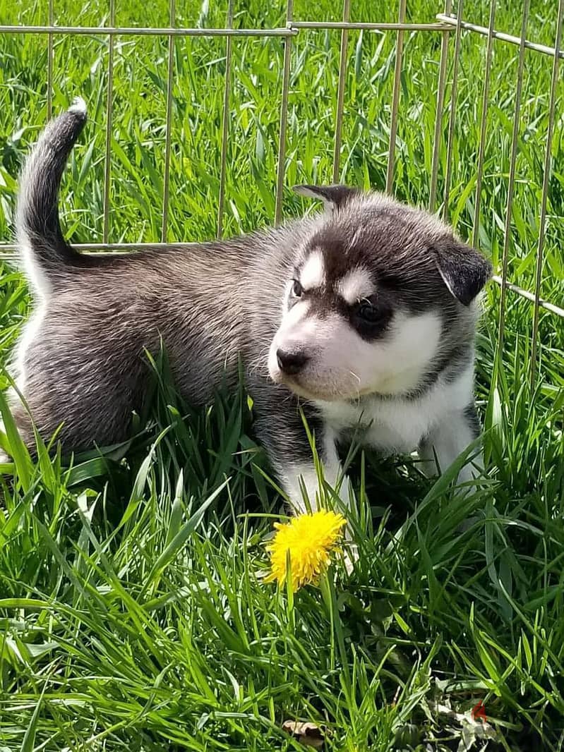 Whatsapp me +972553390216. Siberian Husky Puppies 1