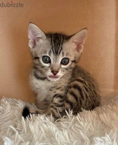 Whatsapp Me +972555074990 Bengal Cats