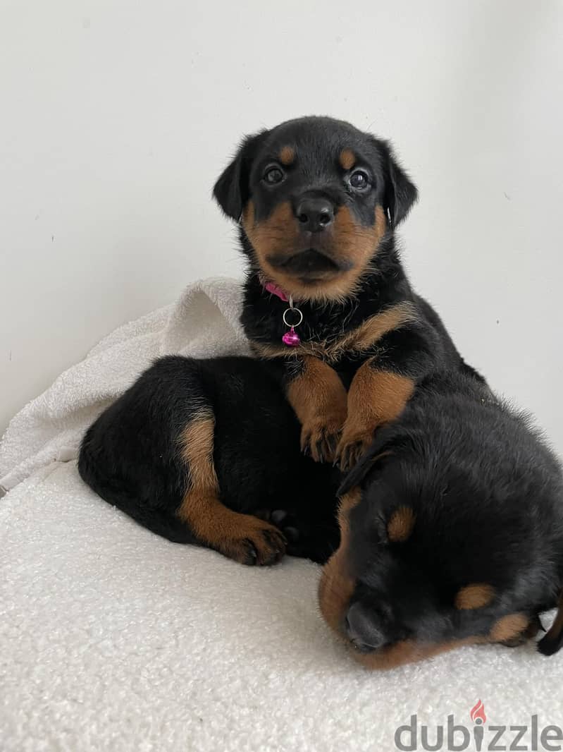 Whatsapp me +972553390216. Rottweiler Puppies 0