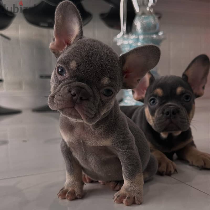 Whatsapp me +972553390216. French Bulldog Puppies 0