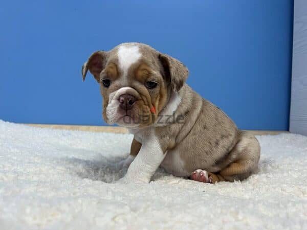 Whatsapp me +972553390216. English Bulldog Puppies 1