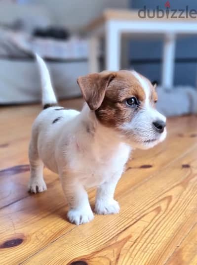 Whatsapp me +972553390216. Jack Russell Puppies