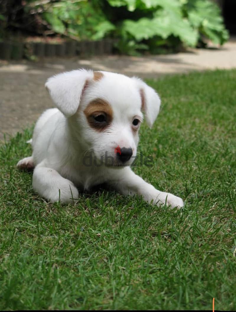 Whatsapp me +972553390216. Jack Russell Puppies 1