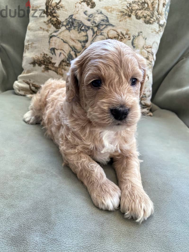 Whatsapp me +972553390216. Golden Doodle Puppies 1