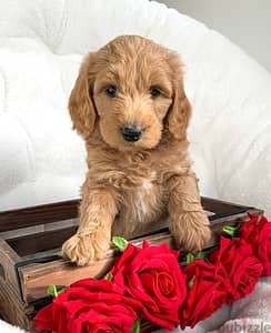 Whatsapp me +972553390216. Golden Doodle Puppies