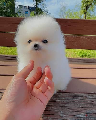 Pomeranian// Whatsapp +97455792932