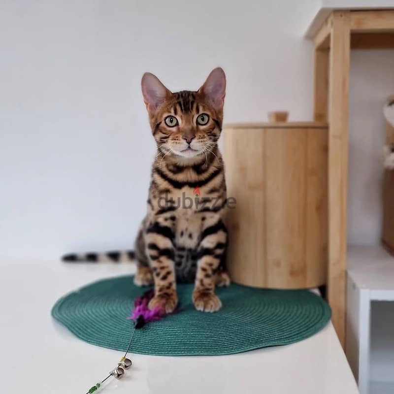 Bengal kitten// Whatsapp +97455937699 0