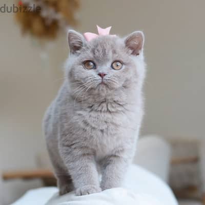 British shorthairs//WhatsApp +966568218820