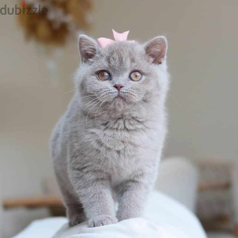 British shorthairs//WhatsApp +966568218820 0