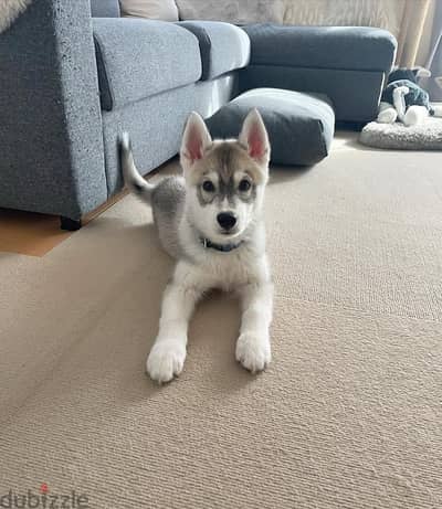 ADORABLE, HOME RAISED, AND FULLY VETTED HUSKY PUPPY FOR ADOPTION ONLY