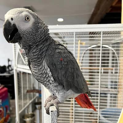 Whatsapp me +972553390216. African Grey Parrots available