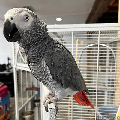 Whatsapp me +972553390216. African Grey Parrots available