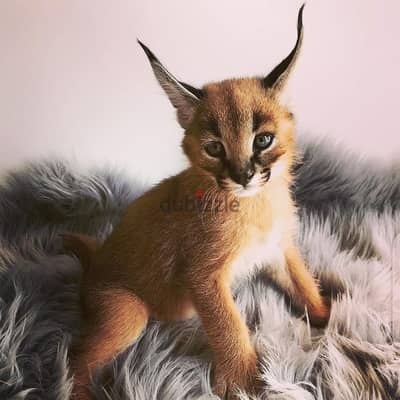 Whatsapp Me +966588993320 Caracal Cats